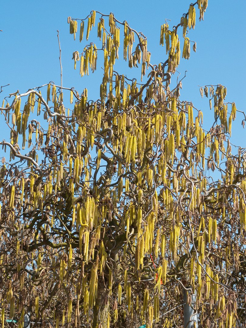 Corylus avellana Contorta in piena fioritura invernale, ricoperto di amenti dorati