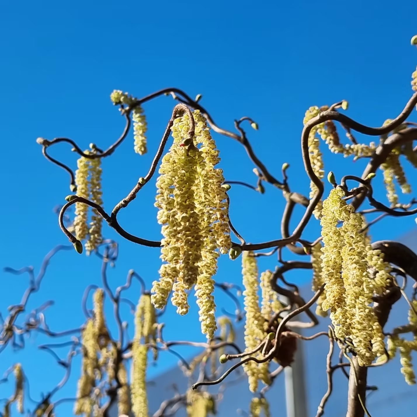 Rami contorti di Corylus avellana Contorta con amenti dorati contro il cielo azzurro